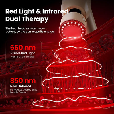 Bob and Brad C2 Ultra Massage Gun heated attachment featuring 660nm red light and 850nm near-infrared light, illustrated with a layered skin diagram. Text highlights dual light therapy and the attachment's independent battery.